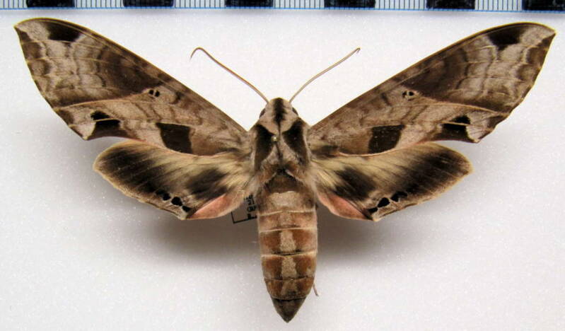 eumorpha_satellitia_arg-standard.jpg