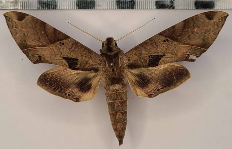 eumorpha_satellitia_m_vnz-standard.jpg