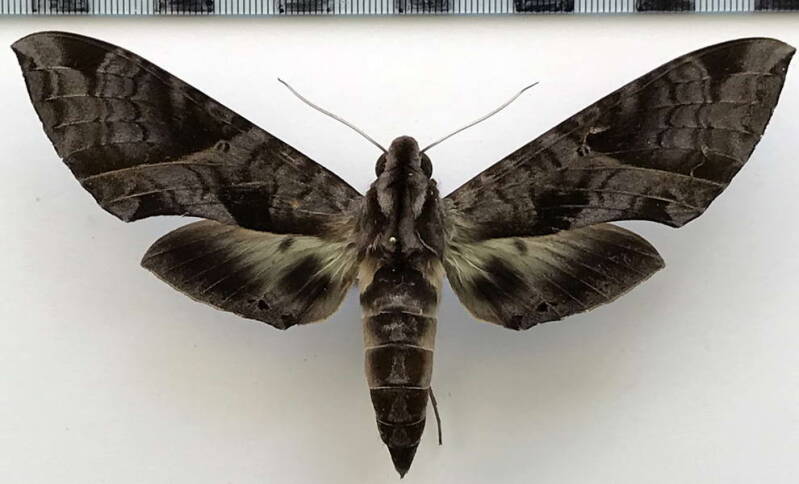 eumorpha_triangulum_m02_eq-standard.jpg