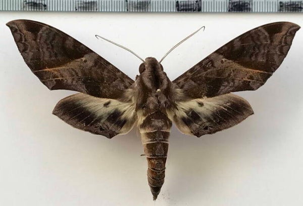 Eumorpha triangulum mâle A1-  Equateur