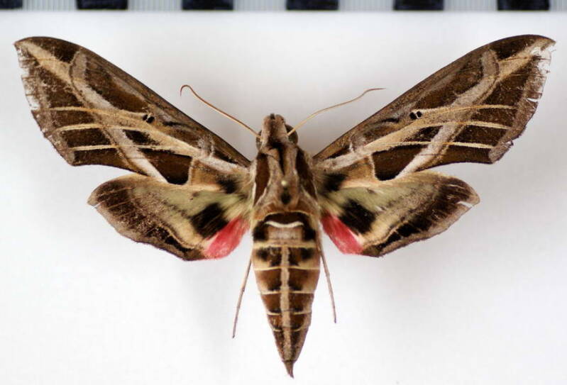 eumorpha_vitis_gf-standard.jpg