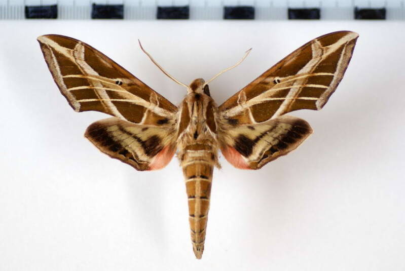 eumorpha_vitis_mex-standard.jpg