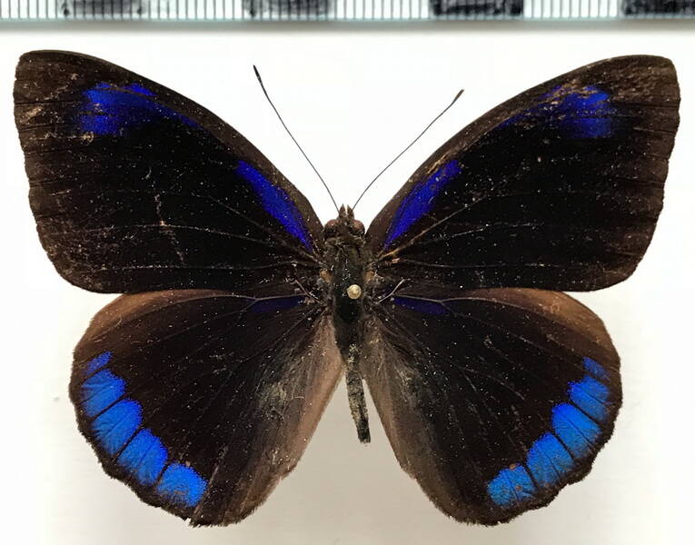 eunica_alcmena_flora_m_col-standard.jpg