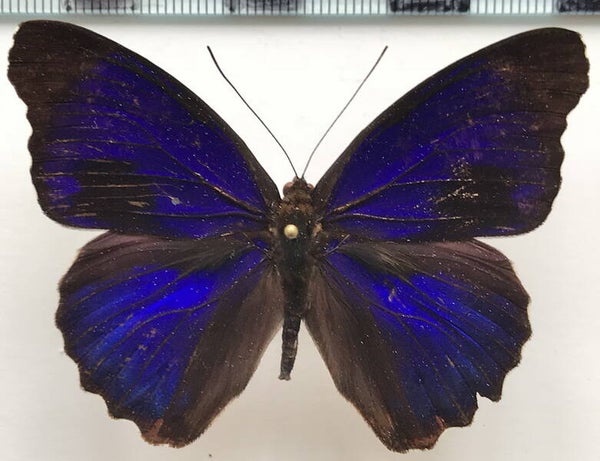 Eunica alpais  mâle A1-  Equateur