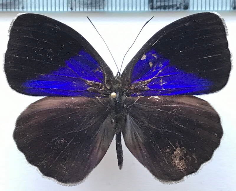 eunica_amelia_erroneata_m02_eq-standard.jpg