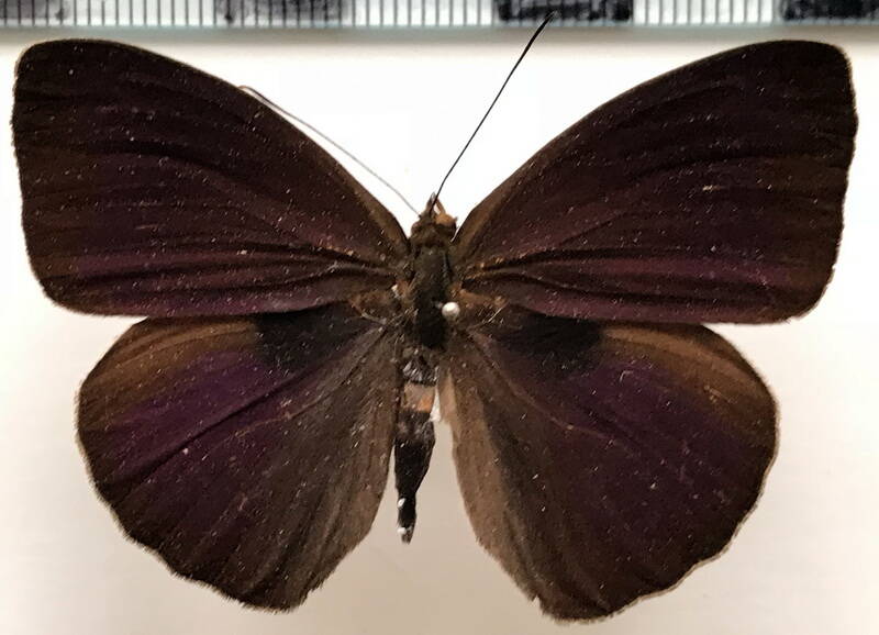 eunica_carias_tenebrosa_m_perou-standard.jpg
