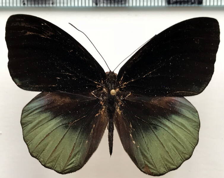 eunica_chlororhoa_chlororhoa_m_perou-standard.jpg