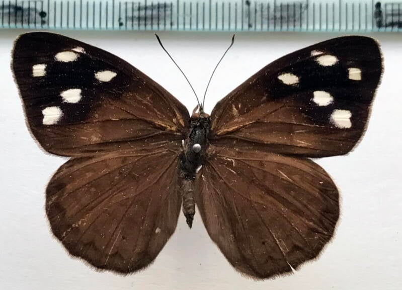 eunica_clytia_f_per-standard.jpg