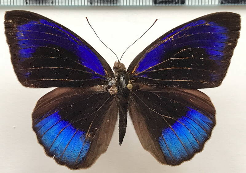 eunica_eurota_eurota_m02_bol-standard.jpg