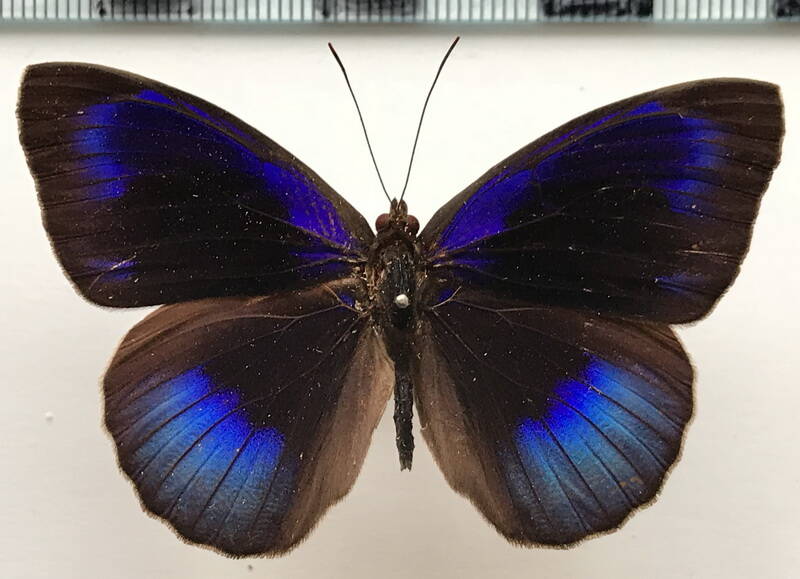 eunica_eurota_eurota_m_perou-standard.jpg