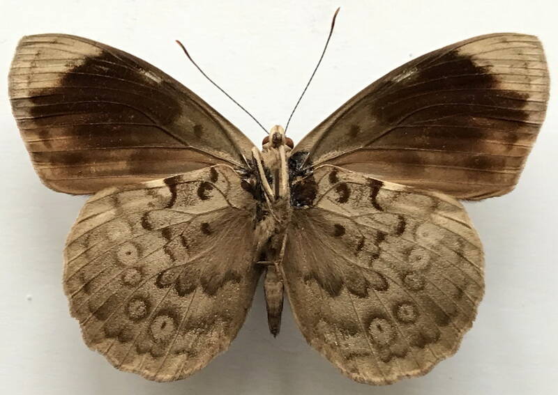 eunica_evelide_elegans_m_perou_v-standard.jpg