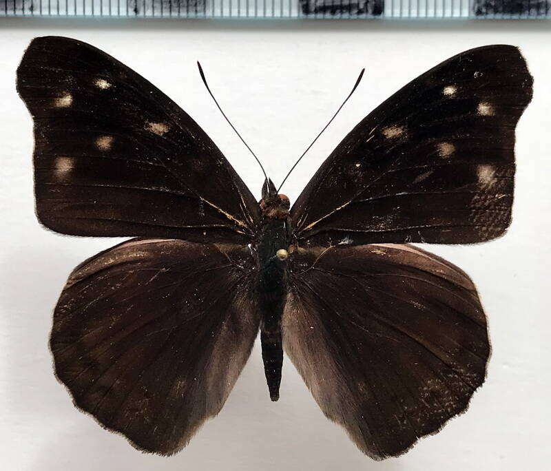 eunica_mygdonia_mygdonia_m_eq-standard.jpg