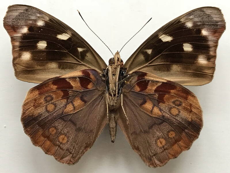 eunica_mygdonia_mygdonia_m_perou_v-standard.jpg