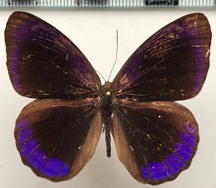 eunica_pomona_pomona_m_col-standard.jpg