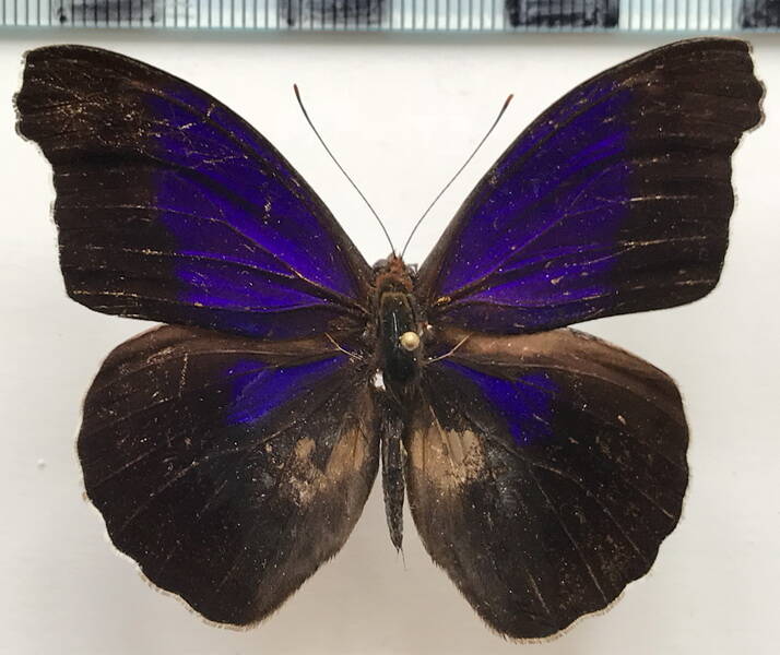 eunica_sydonia_caresa_m_eq-standard.jpg