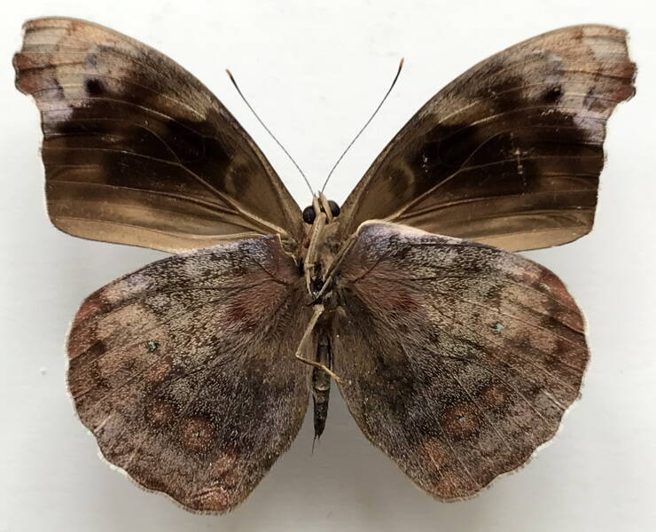 eunica_sydonia_caresa_m_eq_v-standard.jpg