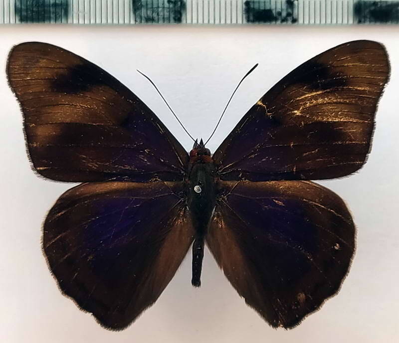 eunica_viola_m_eq-standard.jpg