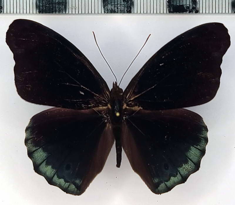 eunica_volumna_celma_m_eq-standard.jpg