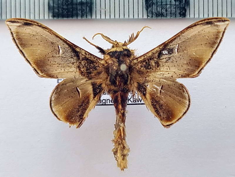 Euphaneta_romani_m_Guyane fr