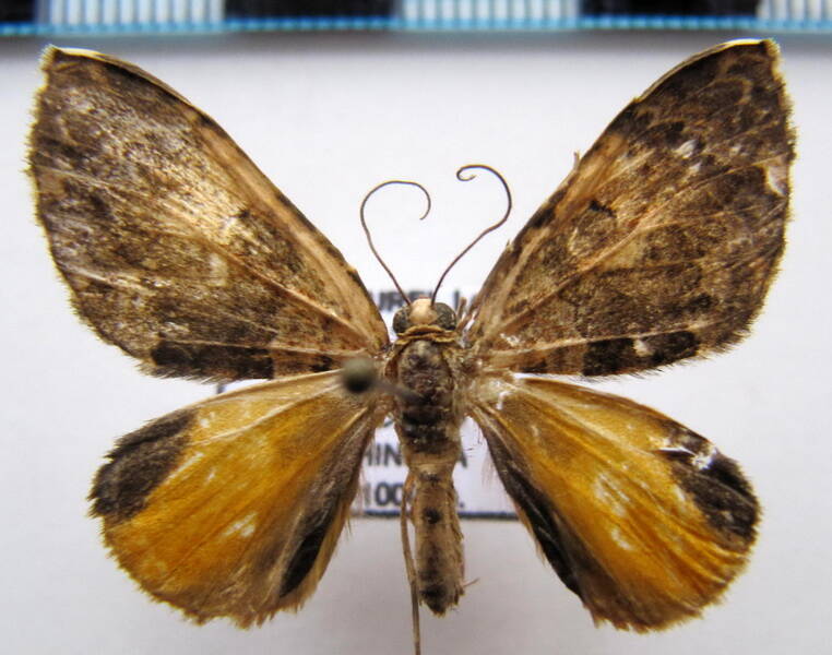 euphya_crispoides_eq-standard.jpg
