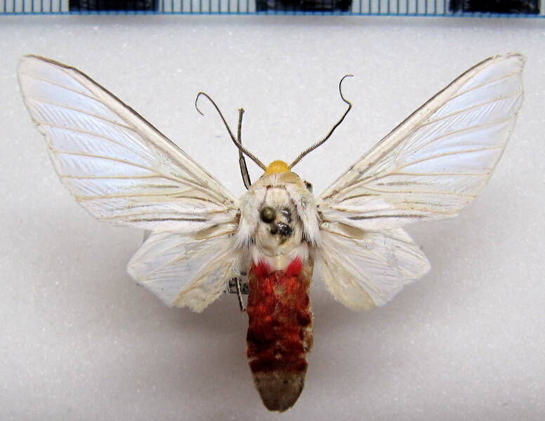 eupseudosoma_involuta01_m_eq-standard.jpg