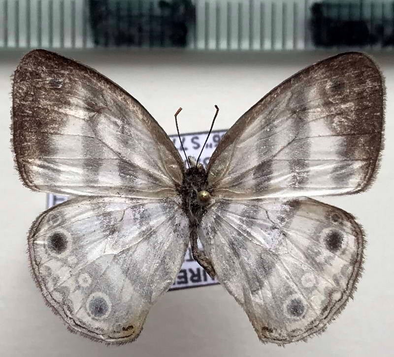 euptychia_pegasus_m_eq-standard.jpg