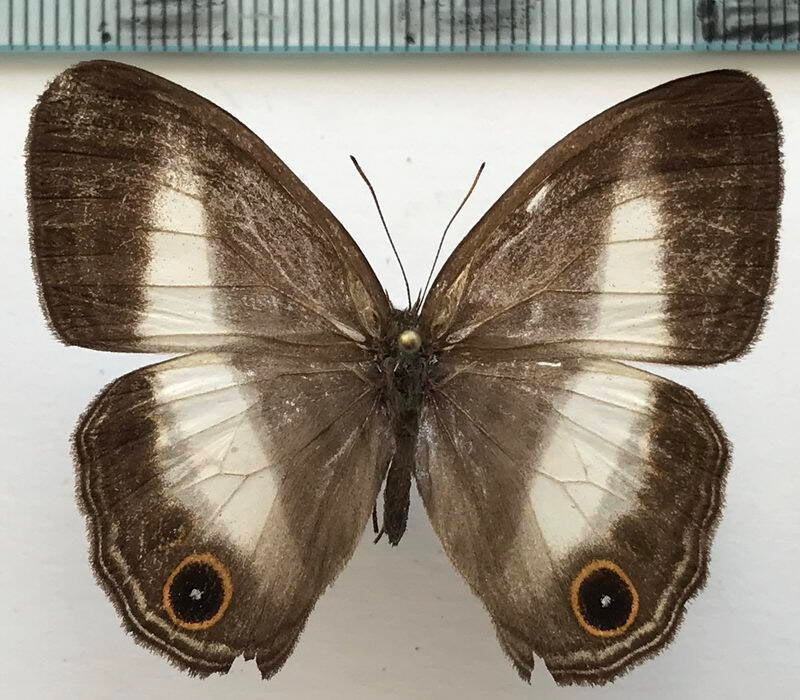 euptychoides_albofascia_f_eq-standard.jpg