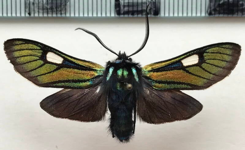 eupyra_ducalis_m_col-standard.jpg