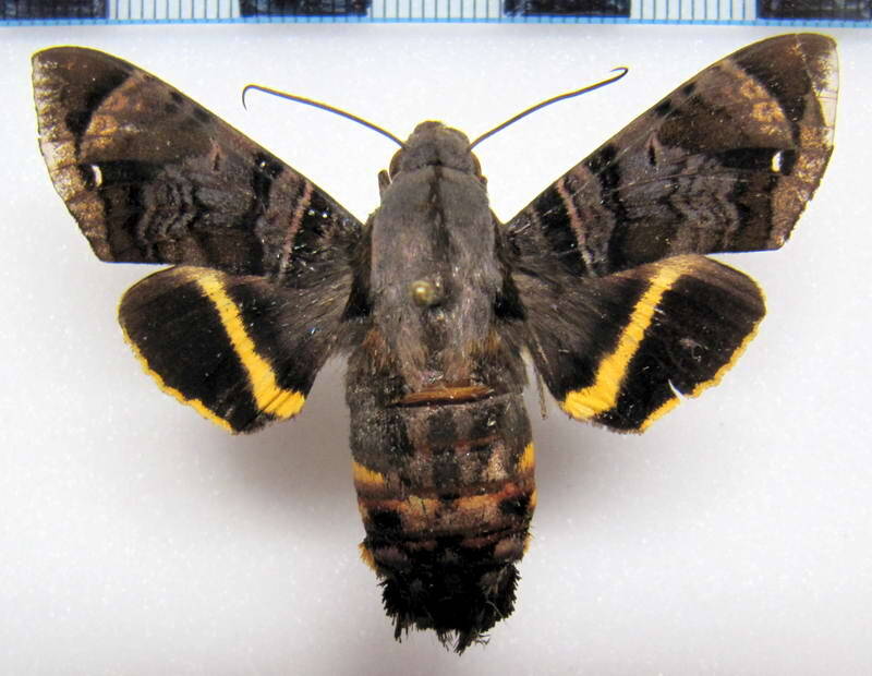 eupyrrhoglossum_sagra_eq-standard.jpg