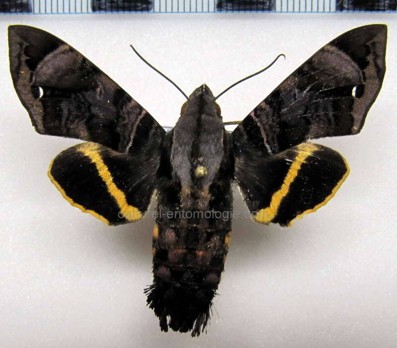 eupyrrhoglossum_sagra_gf-standard.jpg