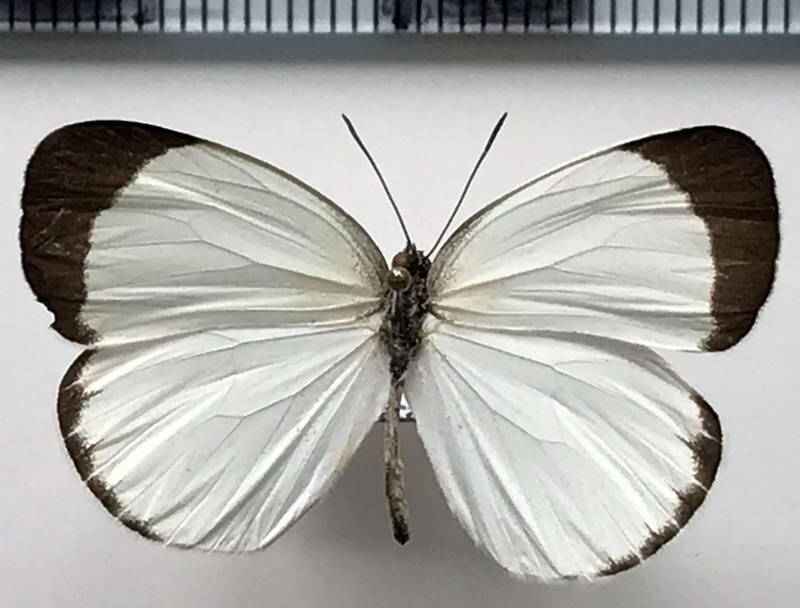 eurema_albula_m02_eq-standard.jpg