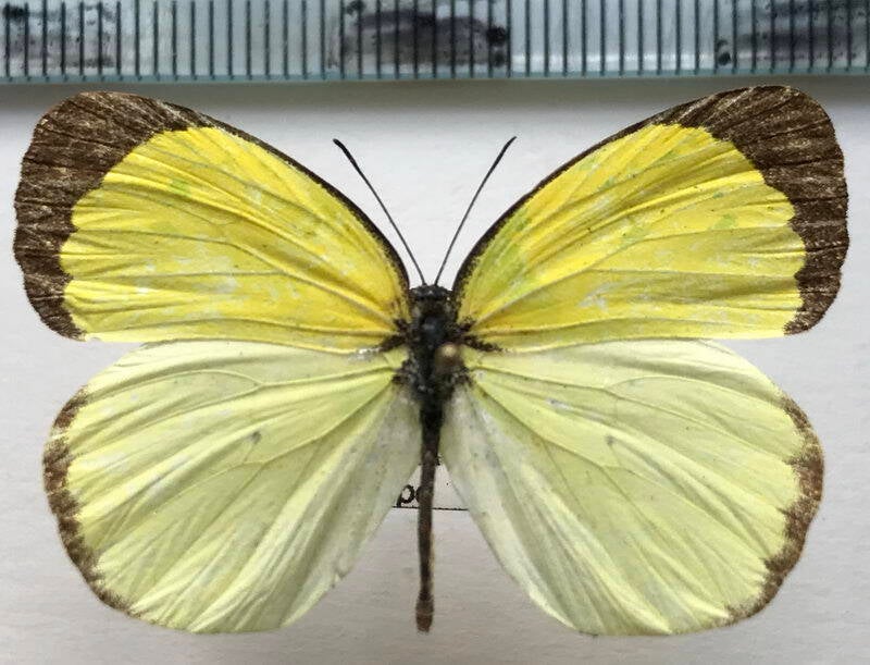 eurema_venusta_m02_eq-standard.jpg