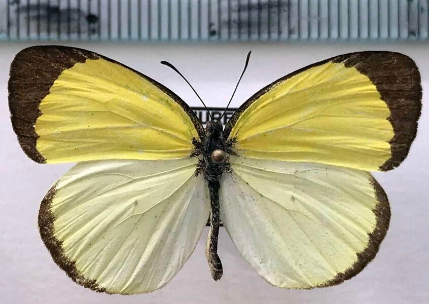 Eurema venusta mâle A1-  Equateur