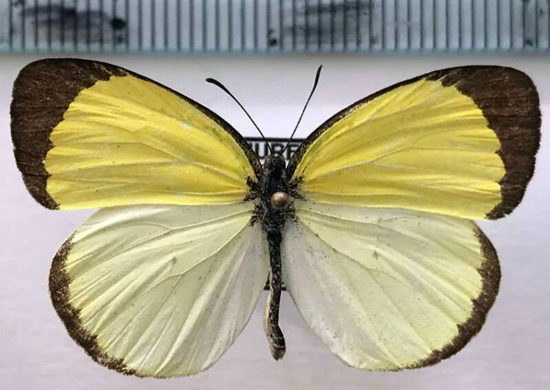eurema_venusta_m_eq-standard-q3xc5u.jpg