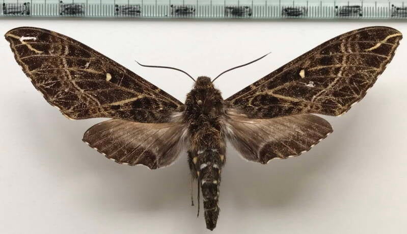 euryglottis_aper_aper_f_bol-standard.jpg