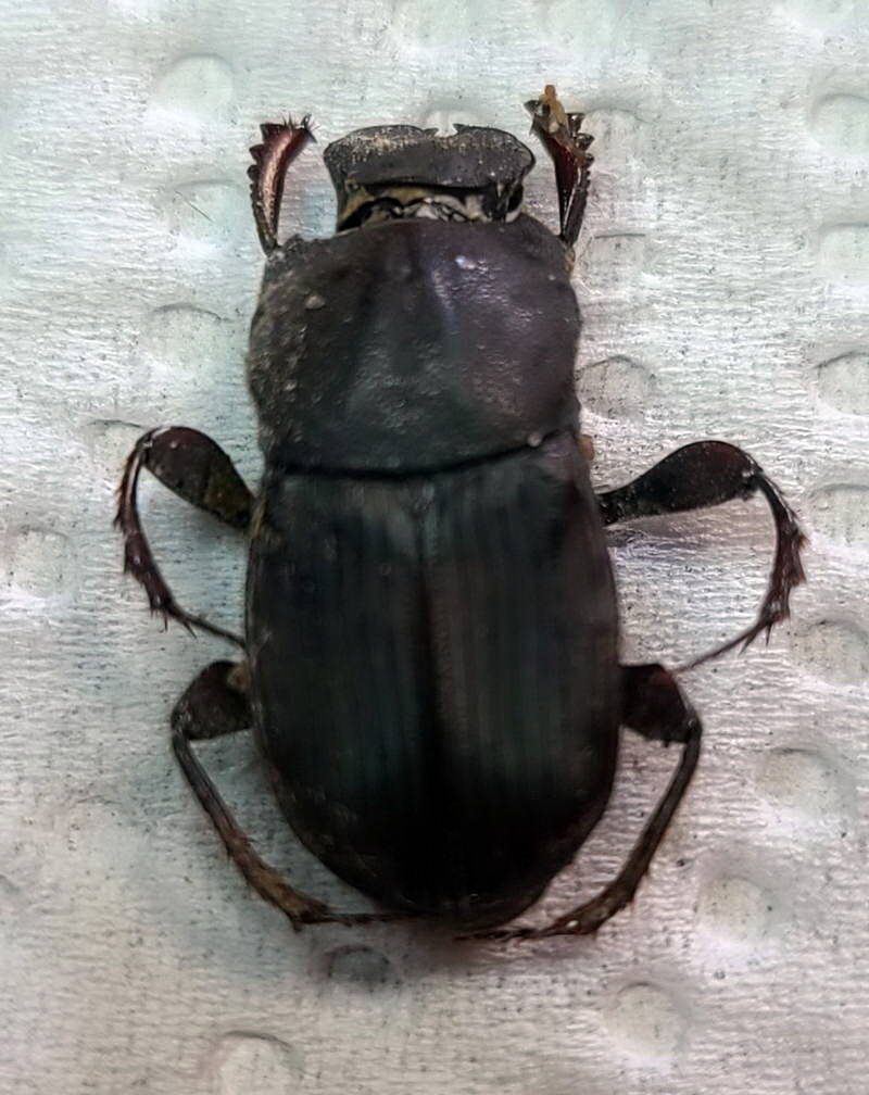 eurysternus_sp_Equateur
