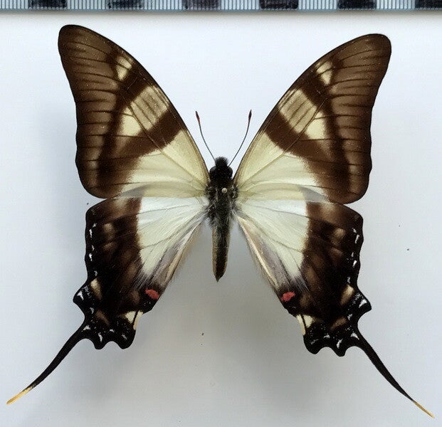 Eurytides serville mâle A1-  Pérou