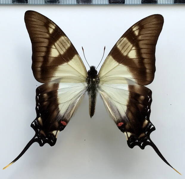 Eurytides serville mâle A1-  Equateur