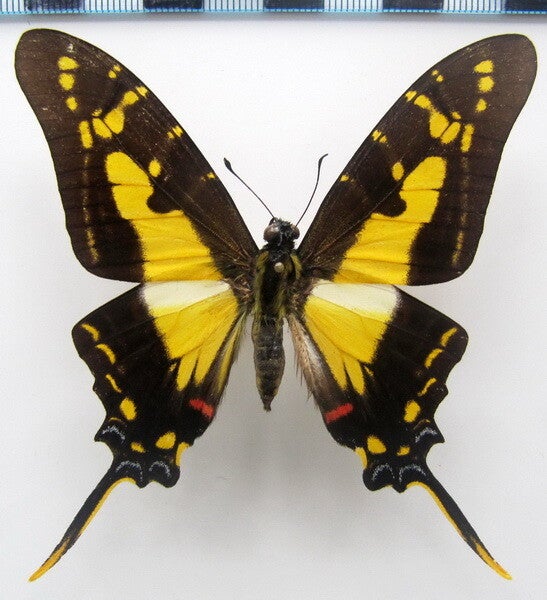 Eurytides thyastes thyastinus mâle A1-  Equateur