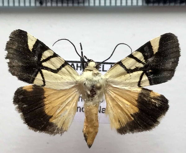 Eusceptis effusa mâle Equateur