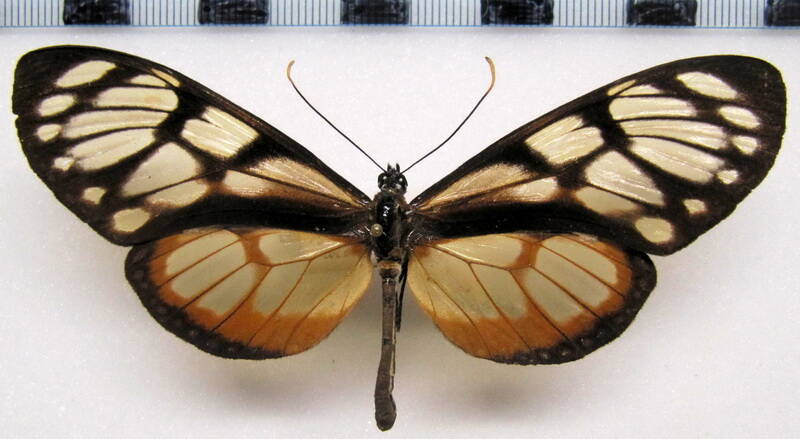 eutresis_hypereia_antioquensis_m_col-standard.jpg