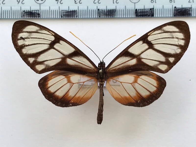 eutresis_hypereia_banosana_m_eq-standard.jpg