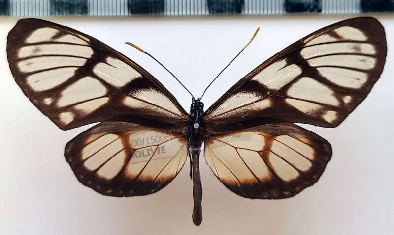 eutresis_hypereia_m02_bol-standard.jpg