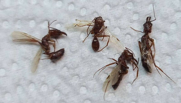 Lot 4 fourmis sp  Guyane française