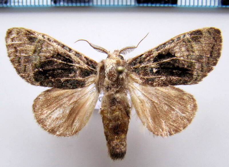 farigia_sp_eq-standard.jpg