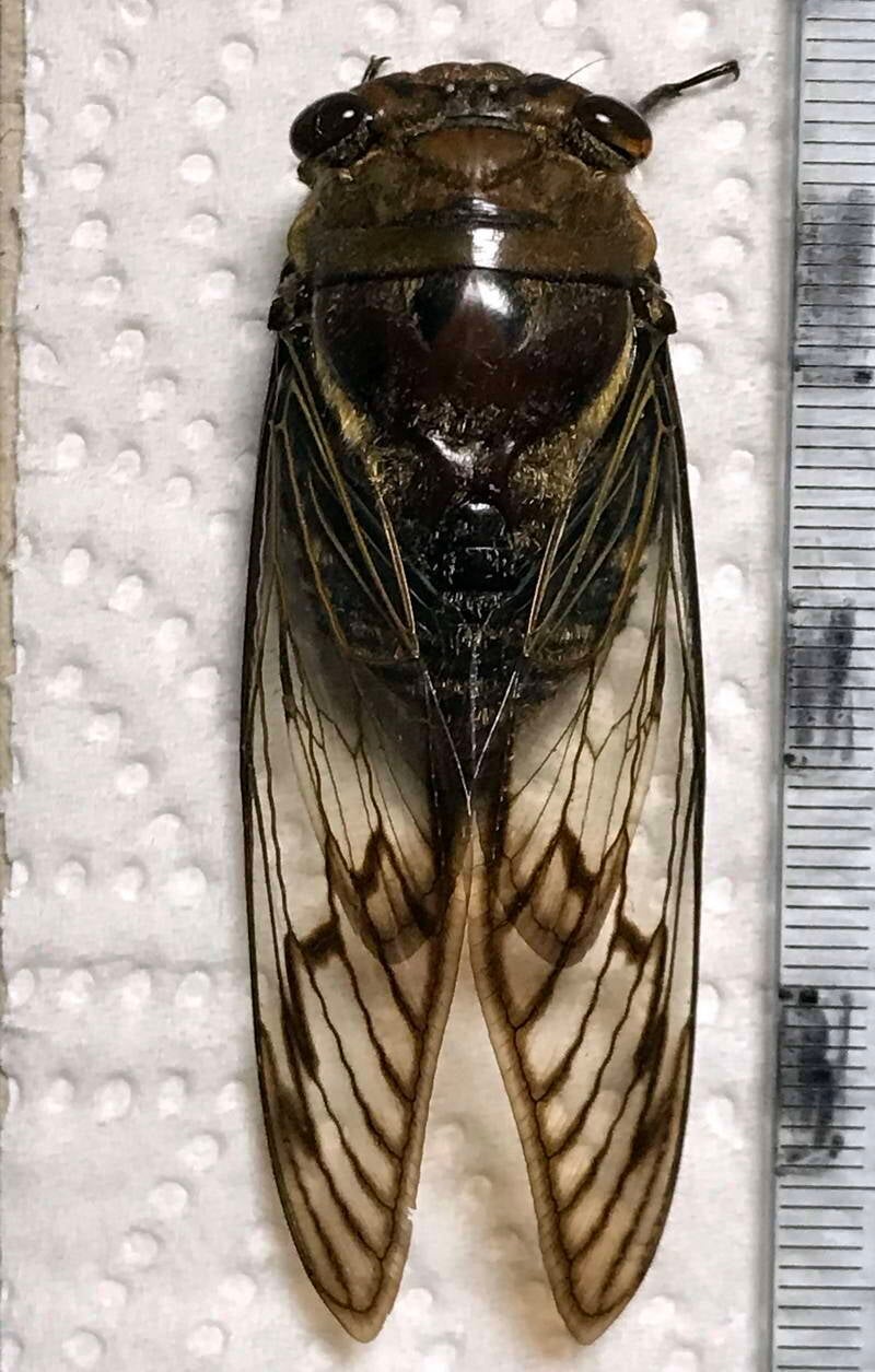 fidicinoides_pseusethelae_Guyane fr