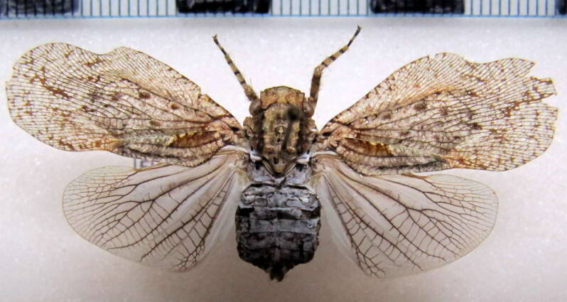 flatolystra_distincta_Guyane fr