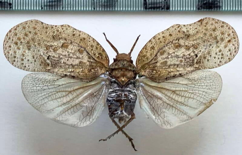 flatolystra_verrucosa_Equatueur