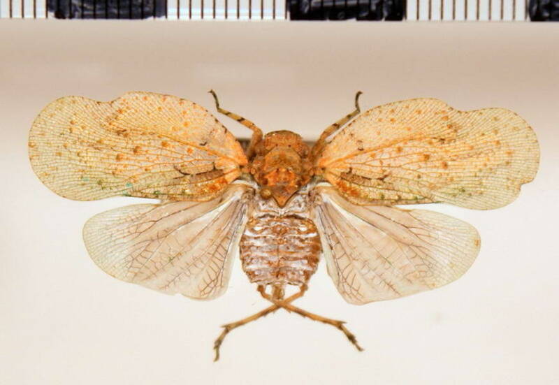 flavolystra_ypsilon02_Guyane fr