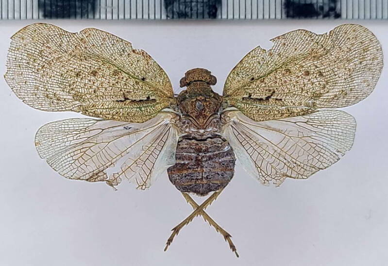 flavolystra_ypsilon_Vénézuéla